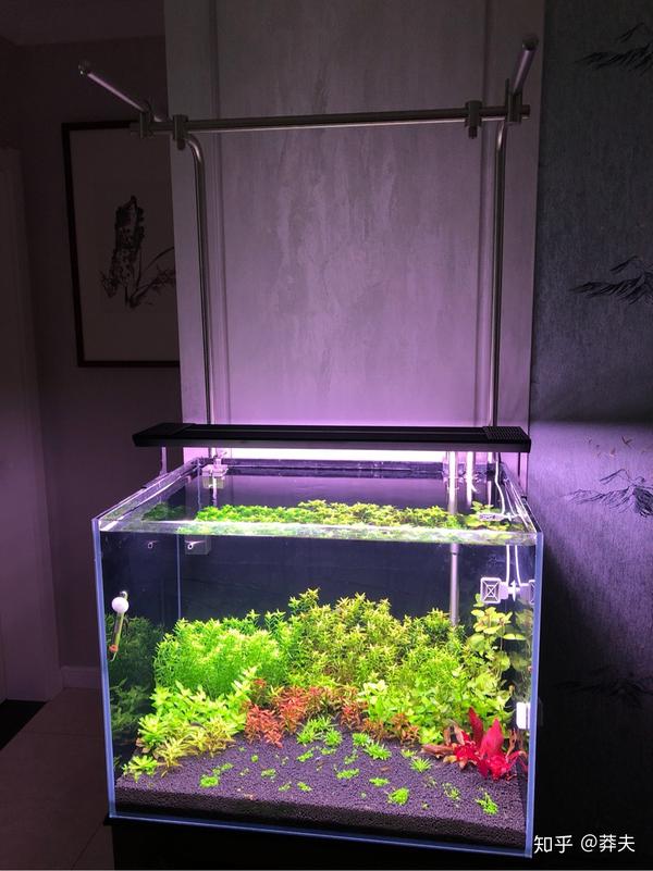 60 45 45荷兰景开缸流程 知乎