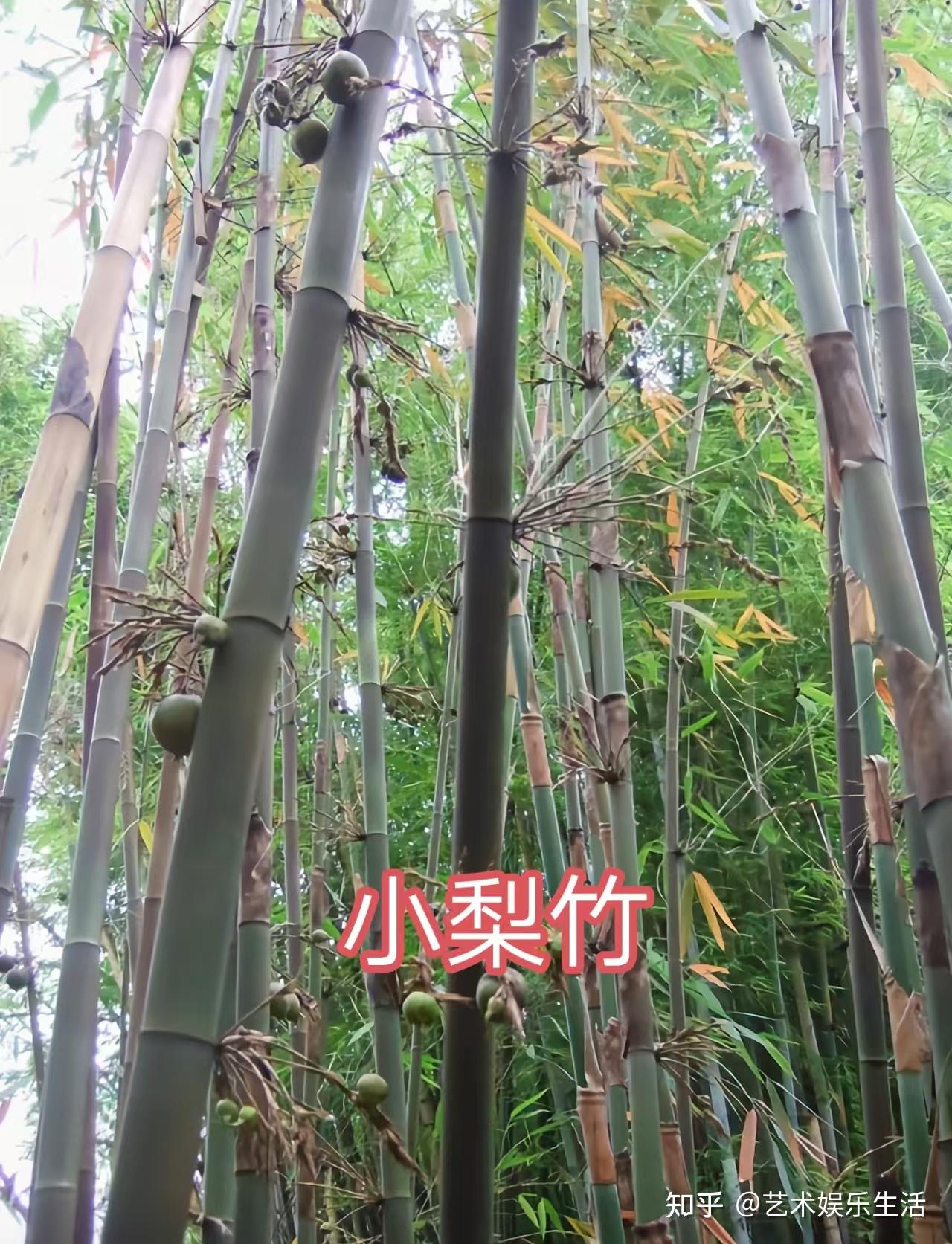 禾本科竹亚科的37种代表植物 - 知乎