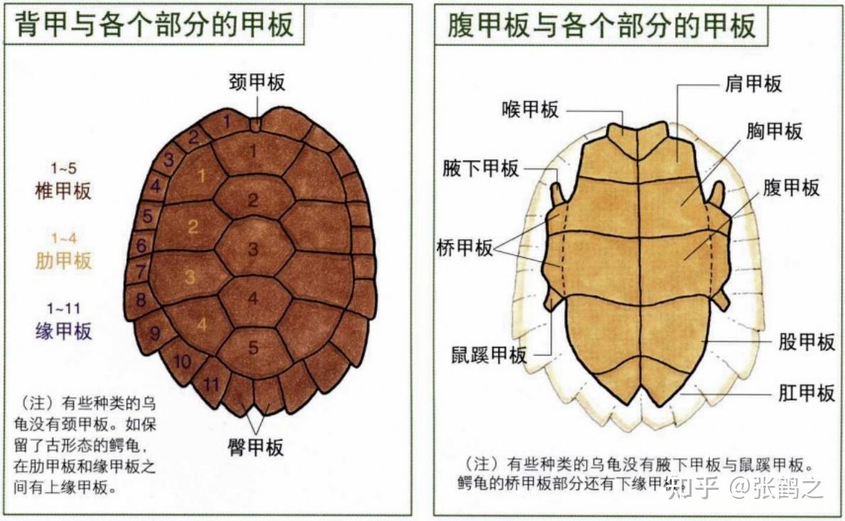 养龟心得（攻略指南） - 知乎