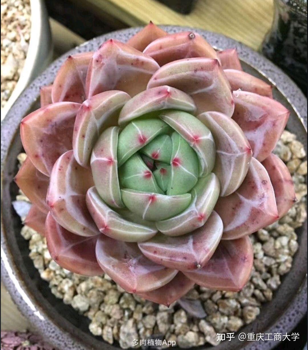 值得推荐的40种多肉 34.香槟