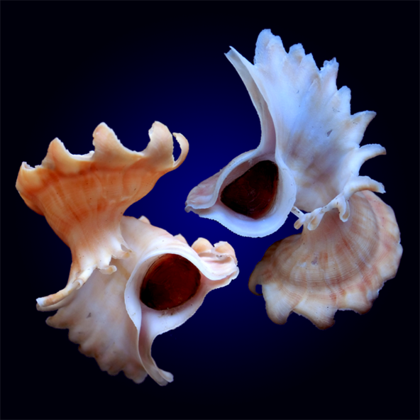 浪海拾贝--玛娃花仙螺