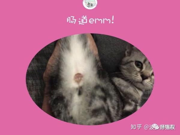 养猫攻略 猫便秘 拉不出屎 猫叔教你怎么做 知乎