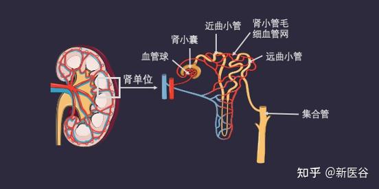 肾小囊,近端小管,髓袢细段,远端小管构成
