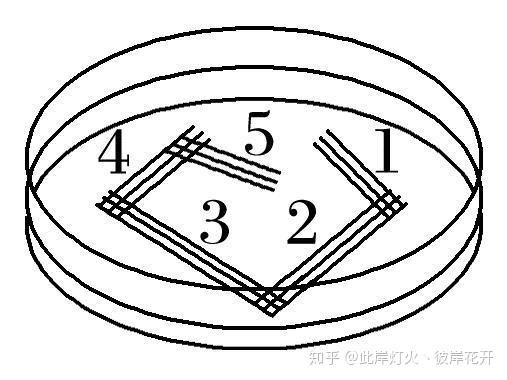 4 平板划线操作 平板划线法是通过接种环在琼脂固体培养基表面连续