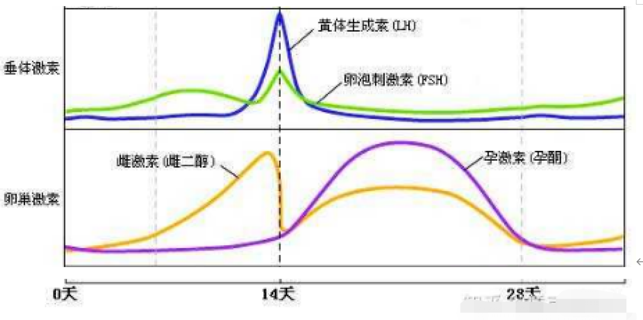 姨妈多囊卵巢与雌性六项 知乎 