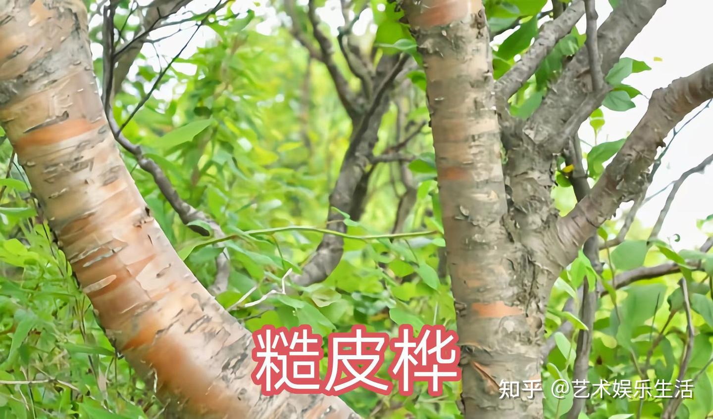 桦木科植物有哪些 - 知乎