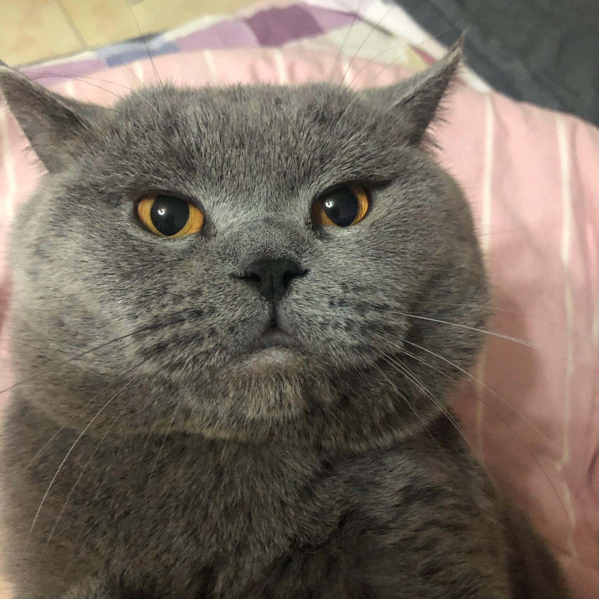 请问这是英短蓝猫吗?为什么十个月了脸还不胖,母猫?