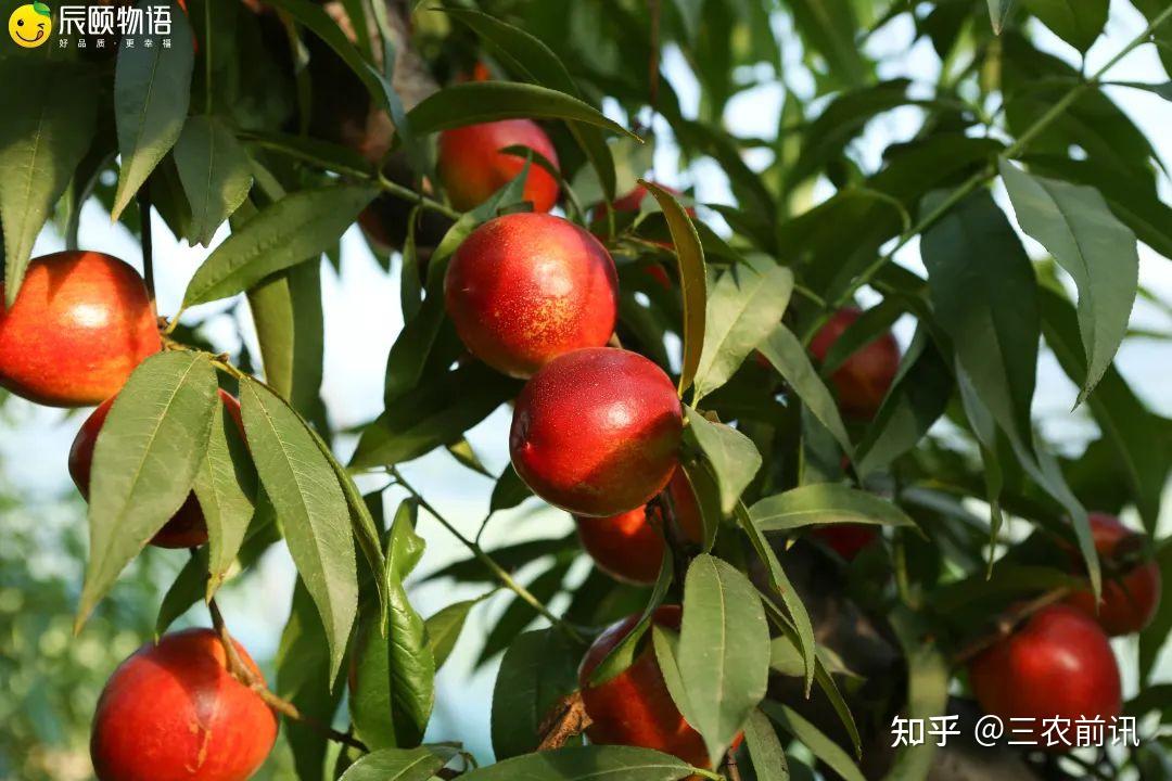 辰頤物語夏天第一口桃子來了去年熱賣34萬單現在它來了