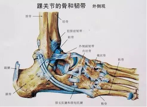 三踝骨折损伤与临床诊断 知乎