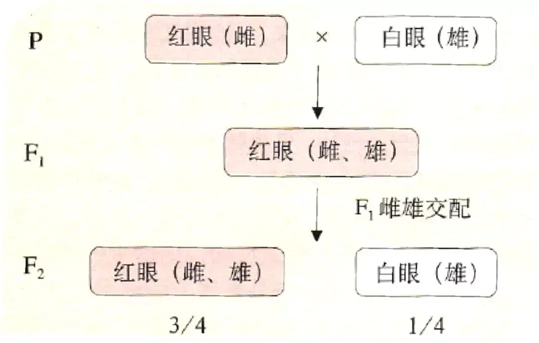 4. 摩爾根果蠅雜交實驗圖解:3. 因為果蠅易飼養,繁殖快.