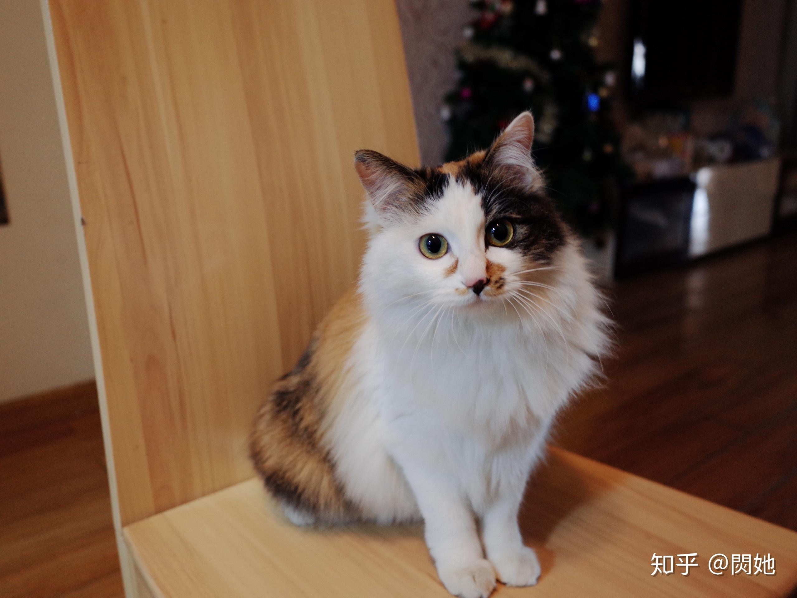 最好看的三花猫长什么样子