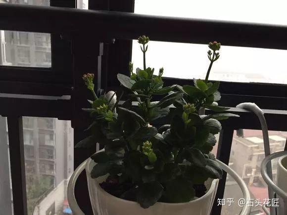 什么花在冬天可以放室外 v2-2dadb321672db17b8dfe620ad9ac3fb1_r.jpg