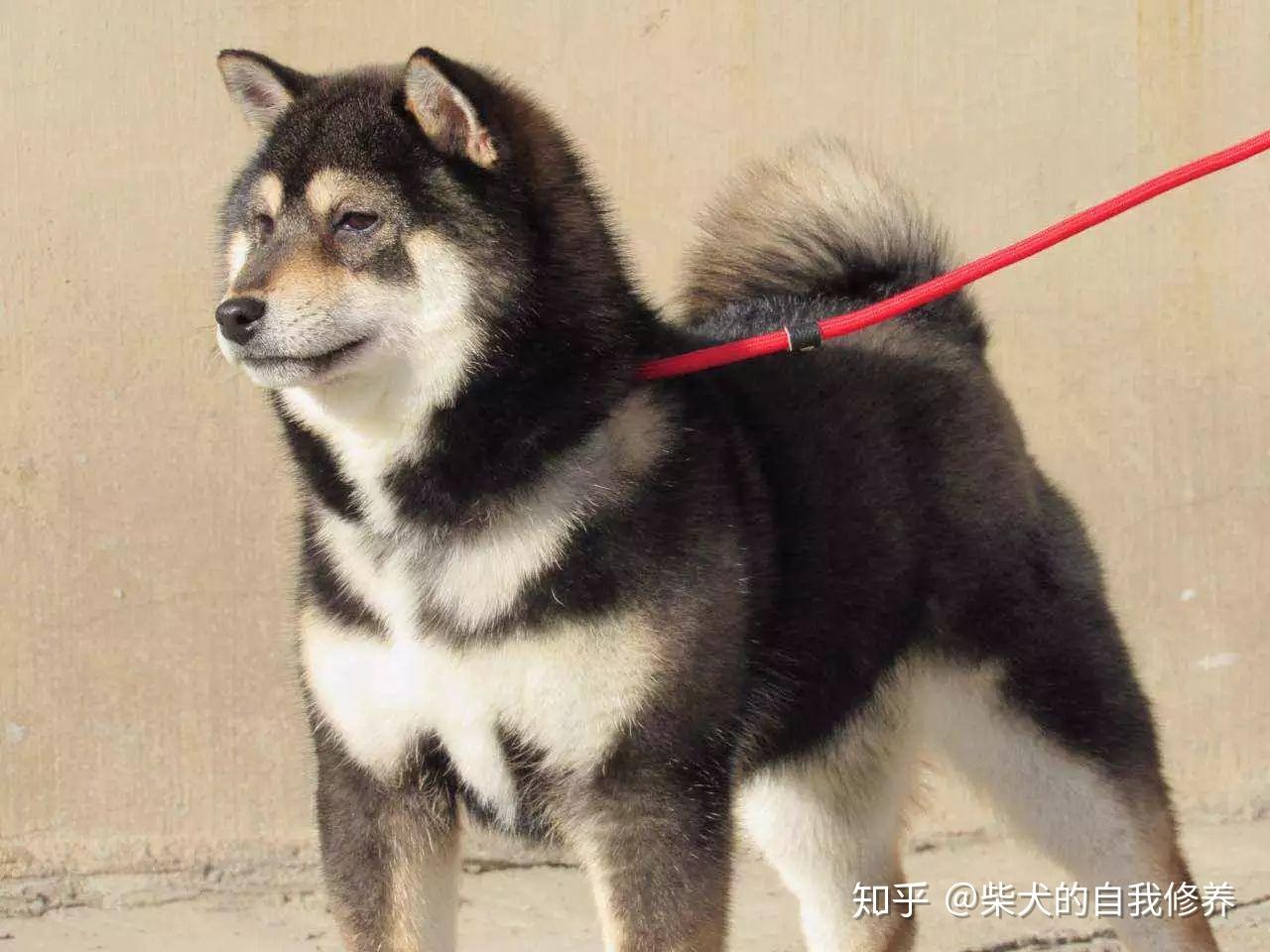 如何挑选一只黑柴? - 知乎