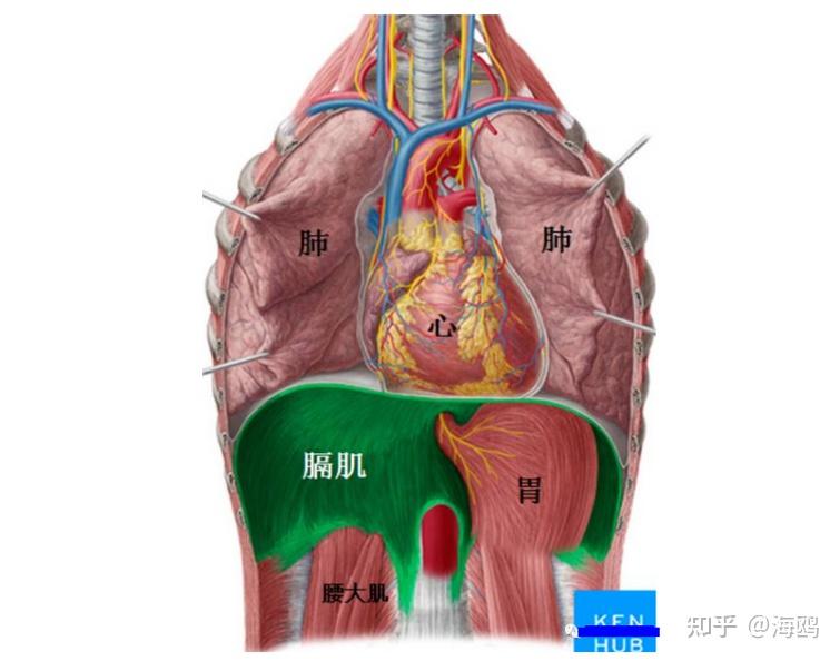 腹部膈肌的位置图片图片