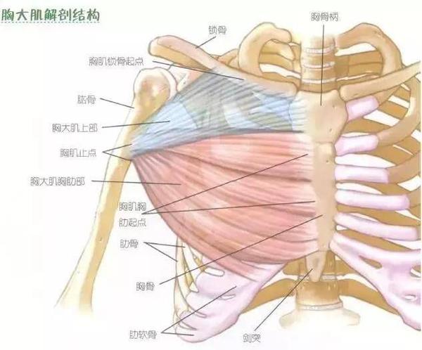 胸部肌肉由哪些肌肉构成，以及训练要领？ - 知乎