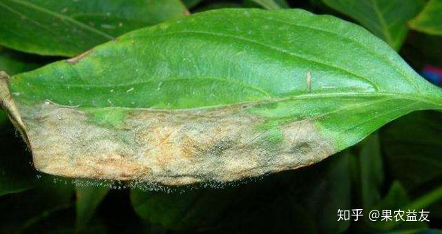 对于果实来说,桃灰霉病的病原菌多数先从残留在幼果上的花瓣开始侵染