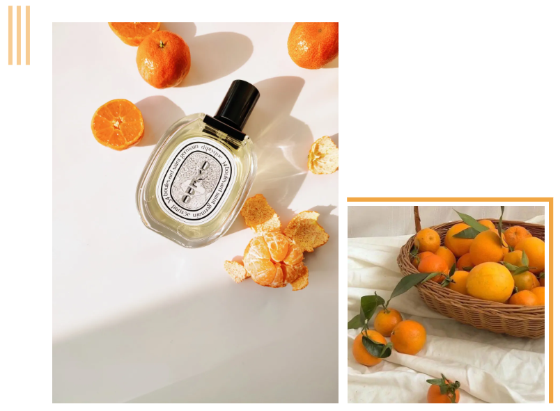 diptyque东京柑橘徜徉在清晨的柑橘园里