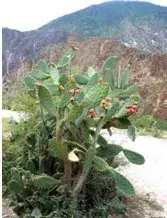 这样也行?(4200公里多少油钱)4200公里开车需要多久,(图29) 这样也行?(4200公里多少油钱)4200公里开车需要多久,(图29)