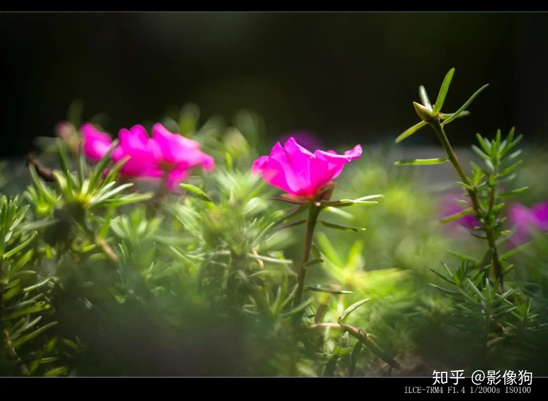 Sigma收購鏡頭