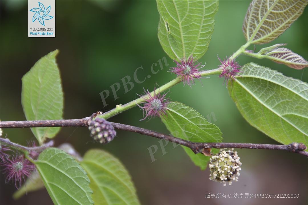 楮、构、朴树和苎麻的区分 - 知乎