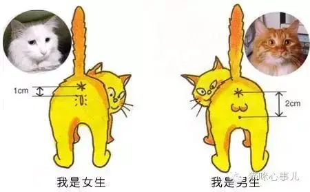 一眼看出新生小猫公母的方法 知乎