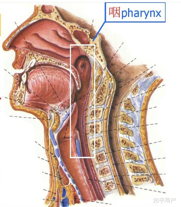 为什么抬起软腭却没有听到咽腔共鸣,也就是回音? - 知乎