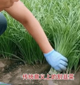 股票表情包,关于股票大跌的韭菜表情包