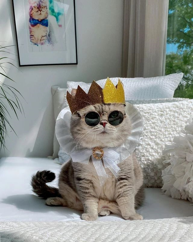 全世界最时尚的猫!又飒又酷,潮出圈,网友:"喵界"吴亦凡! - 知乎