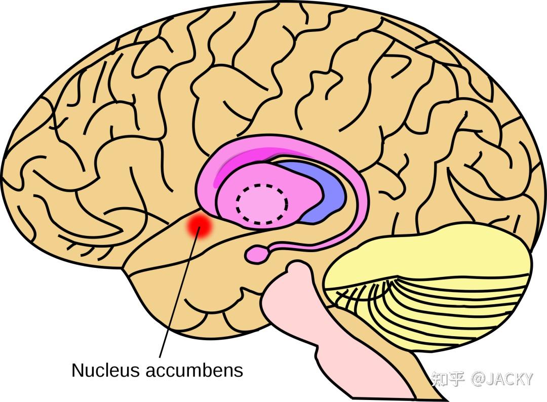 这项调查集中在伏隔核(nucleus accumbens,nac),一个处理动机的关键