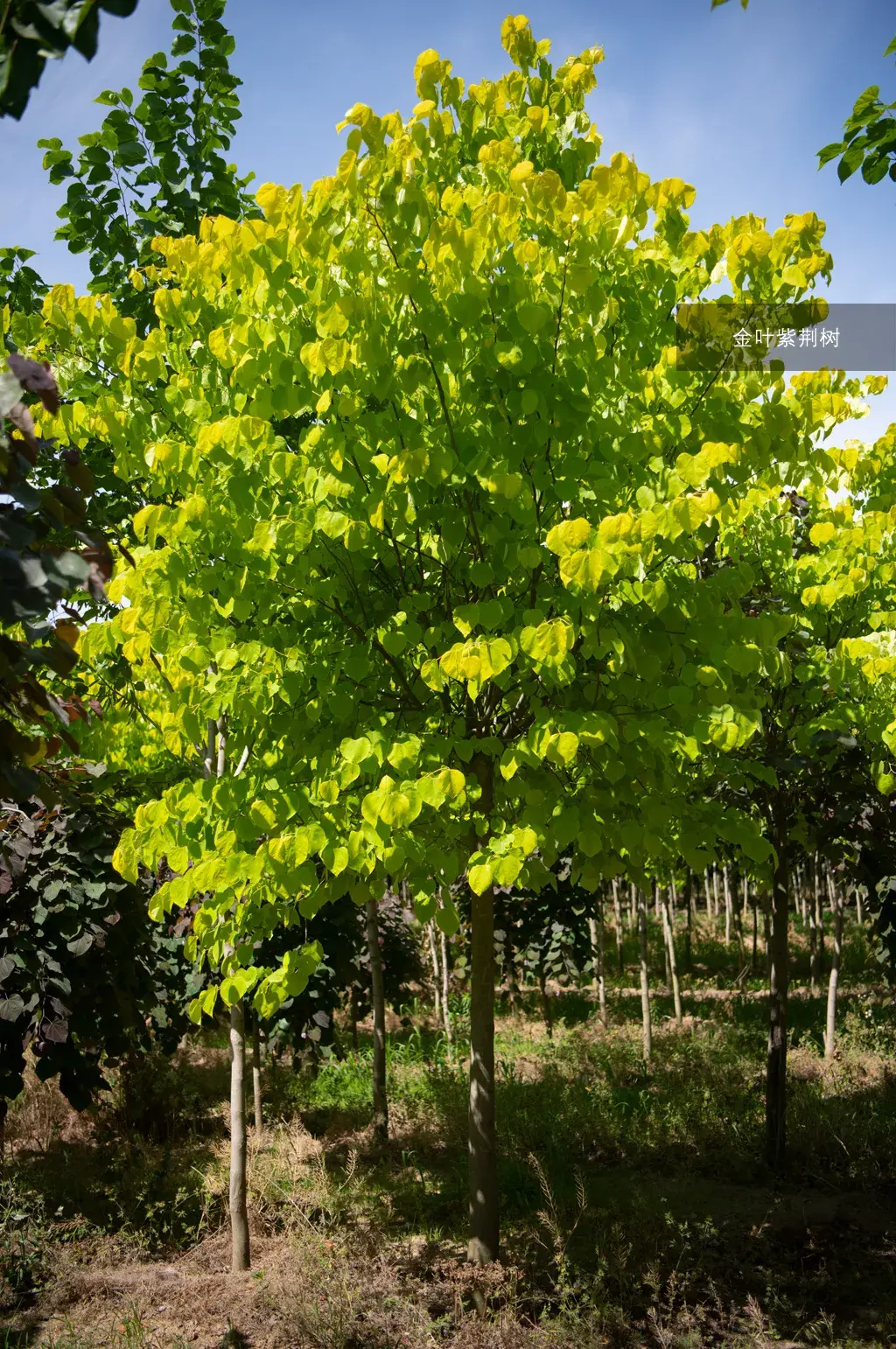 紫荆家族出新品金叶紫荆树盛夏震撼来袭