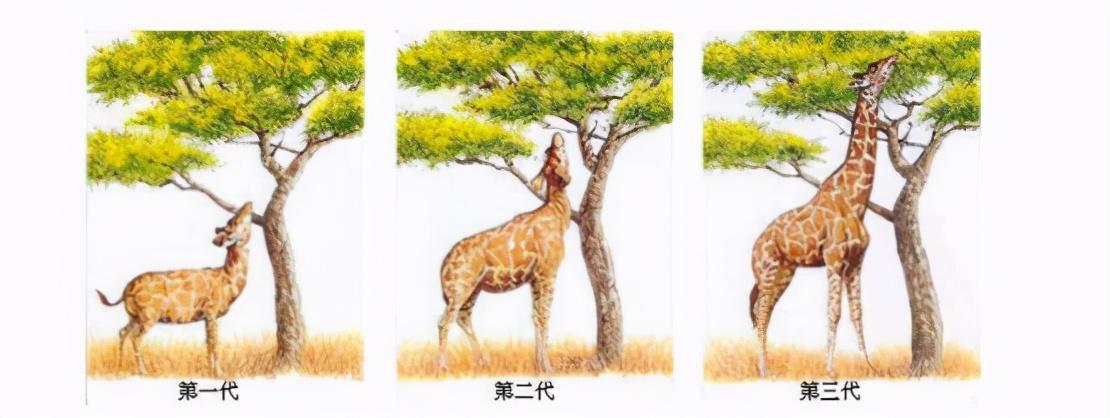 200年前面对长颈鹿为什么脖子长,蛇为什么没有脚这样的问题,一个叫