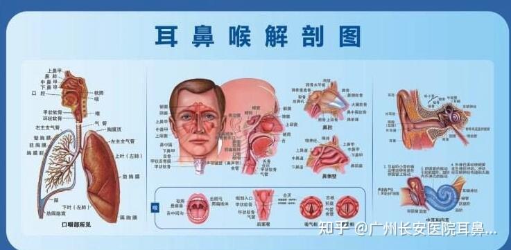 耳鼻喉科主要看什么病