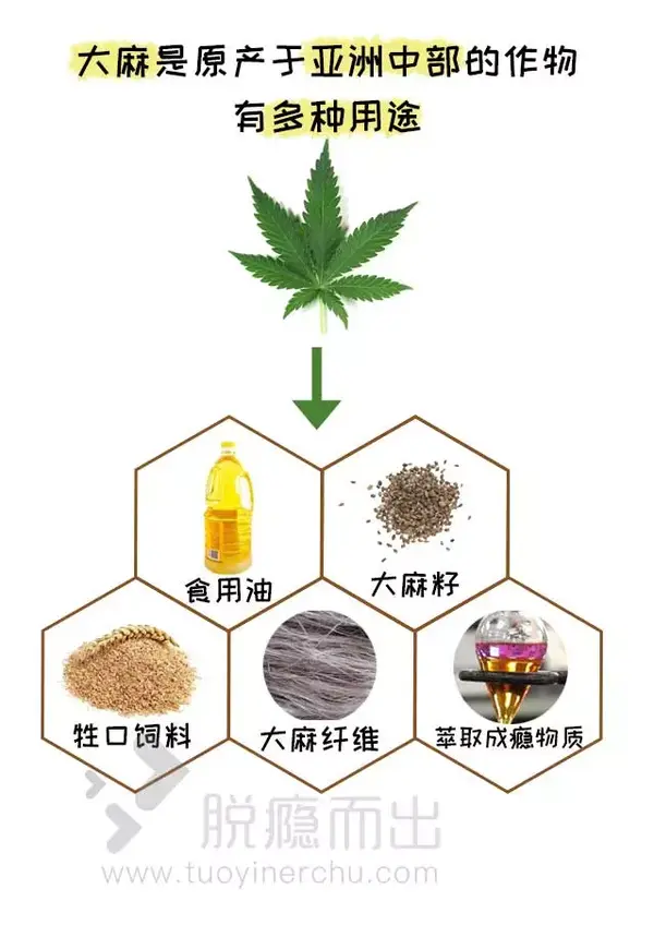 支持大麻合法化的人 可以先看看这个研究再说 知乎