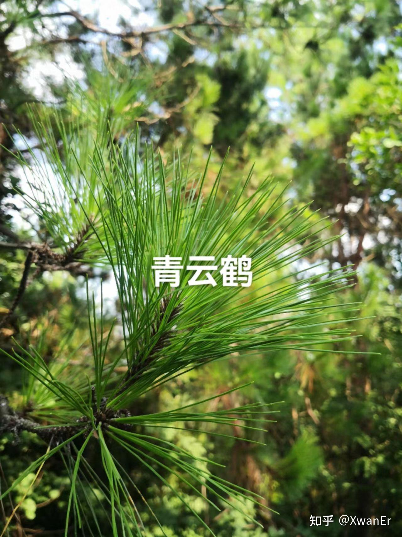 松针的成分有哪些 - 知乎