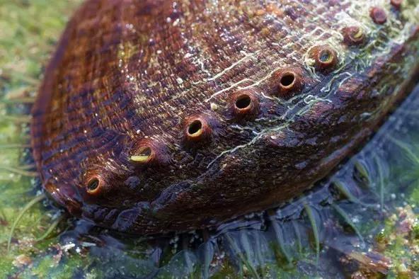 浪海拾贝大琵琶螺