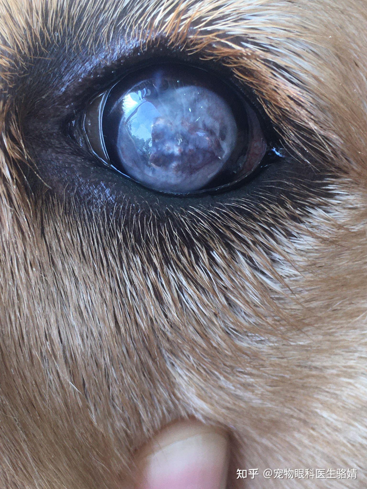 狗狗色素性角膜炎图片