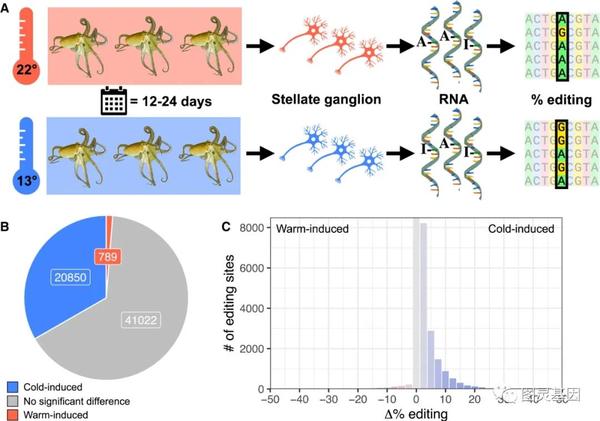Cell 章鱼温敏蛋白为治疗性rna编辑提供新思路 知乎 7362
