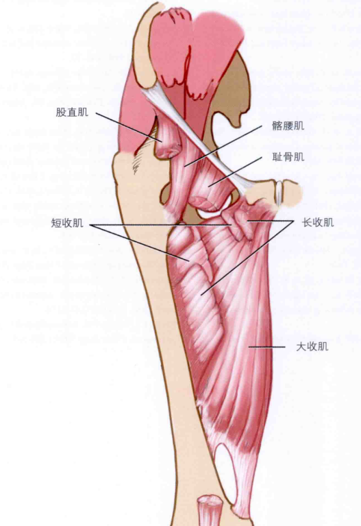 大腿肌肉的解剖