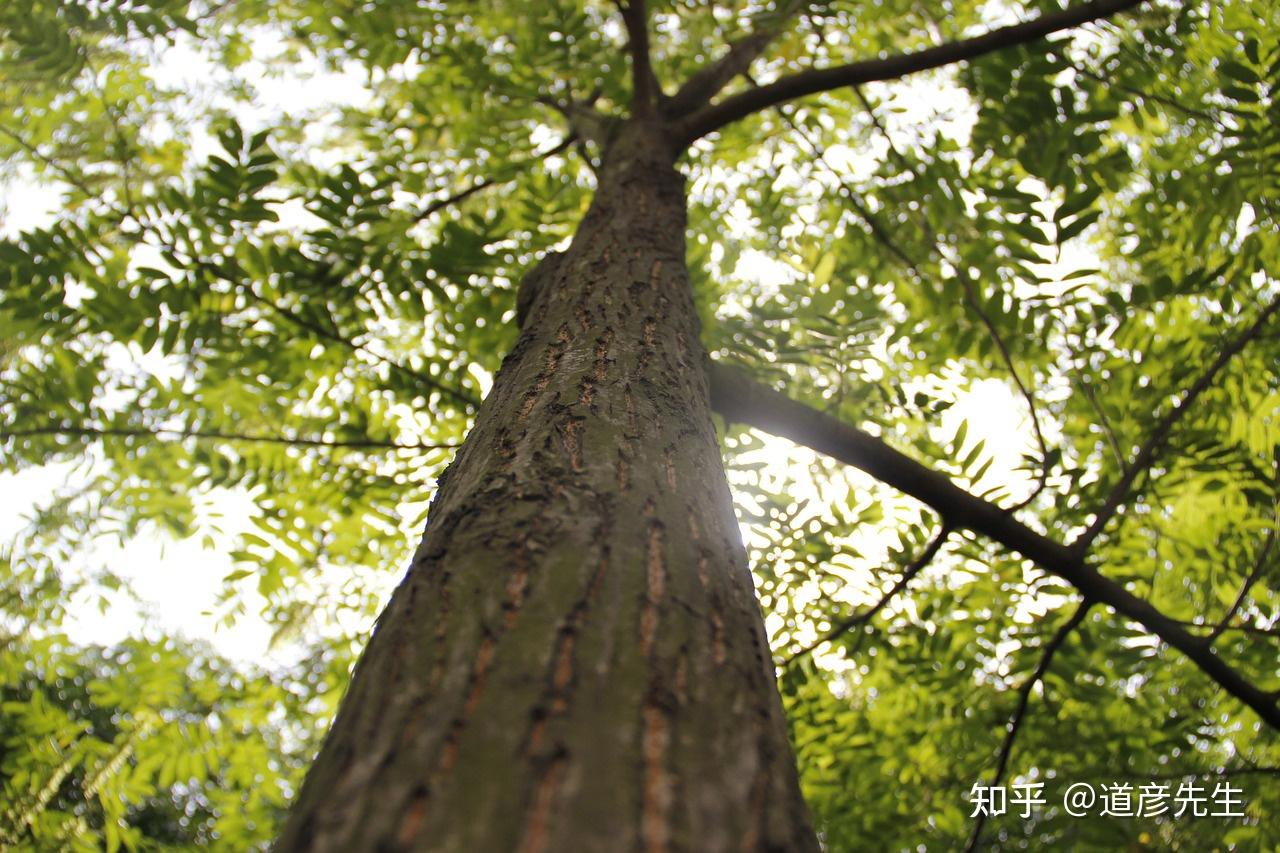 甲木的特点详解