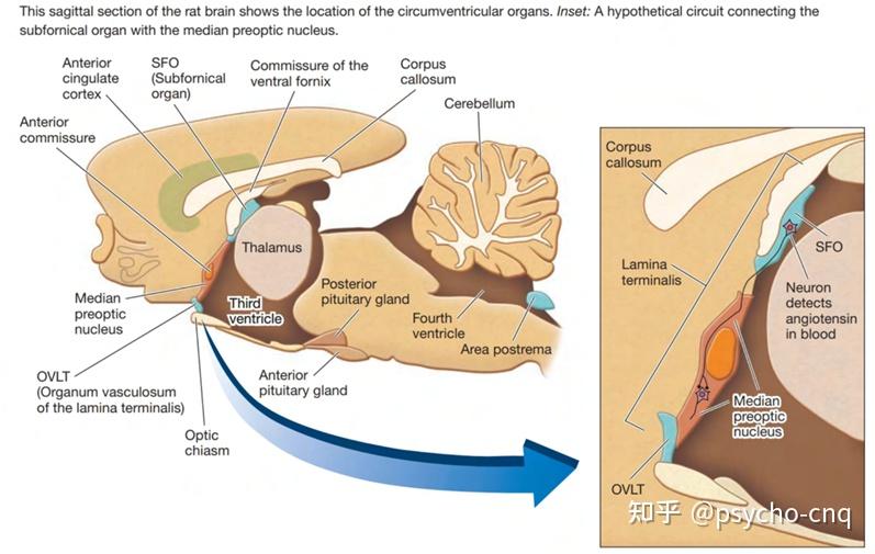 摄食行为 - 知乎