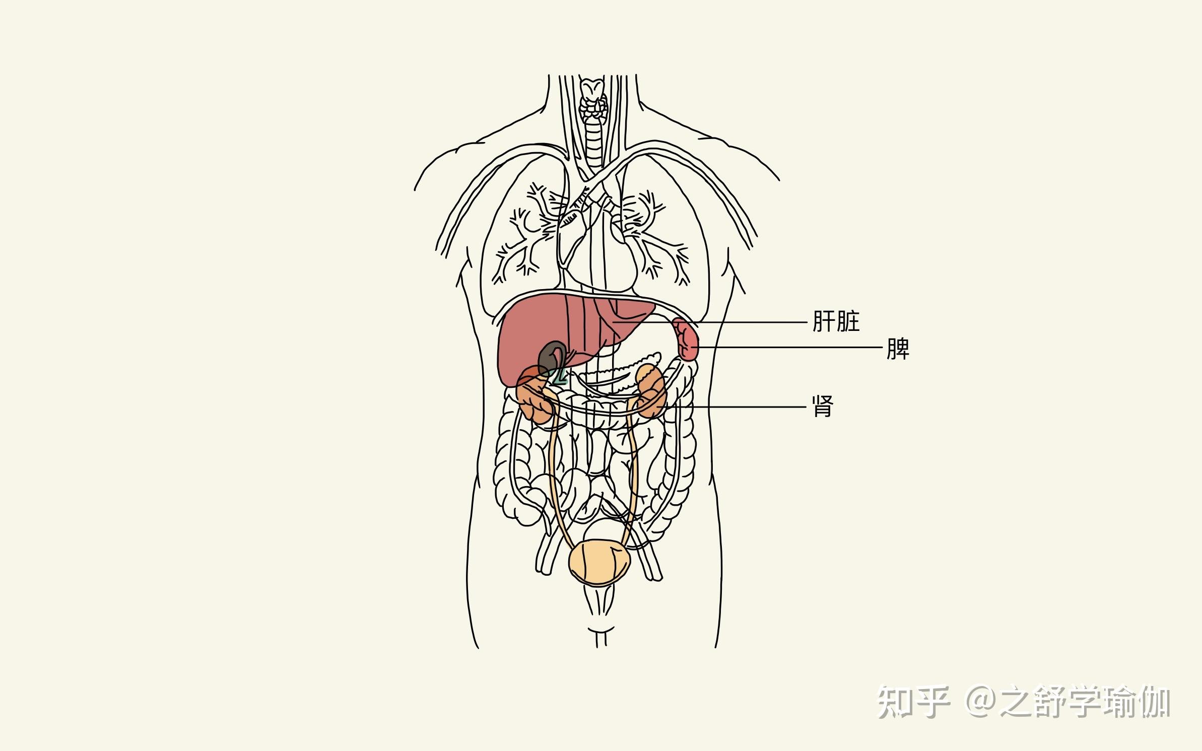 左胃右肝图片
