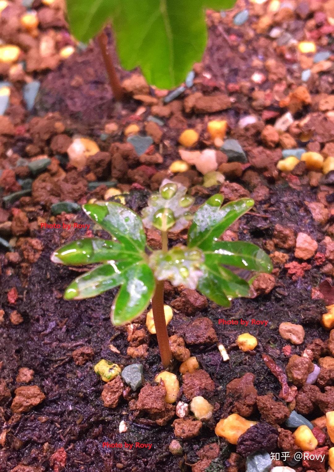 F401 塊根植物 珍奇植物 Boswellia nana / ボスウェリア・ナナ 超希少