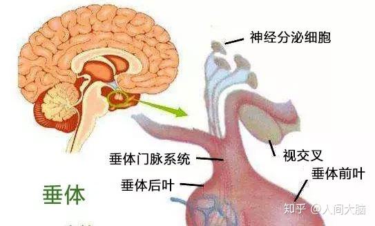 垂体瘤是一组从垂体前叶和后叶及颅咽管上皮残余细胞发生的肿瘤,它的