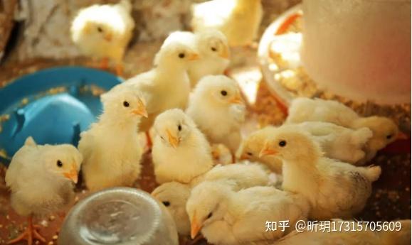 鸡双腿瘫痪是怎么回事鸡腿瘸瘫痪的原因小鸡的腿瘸了怎么治疗鸡脚软吃