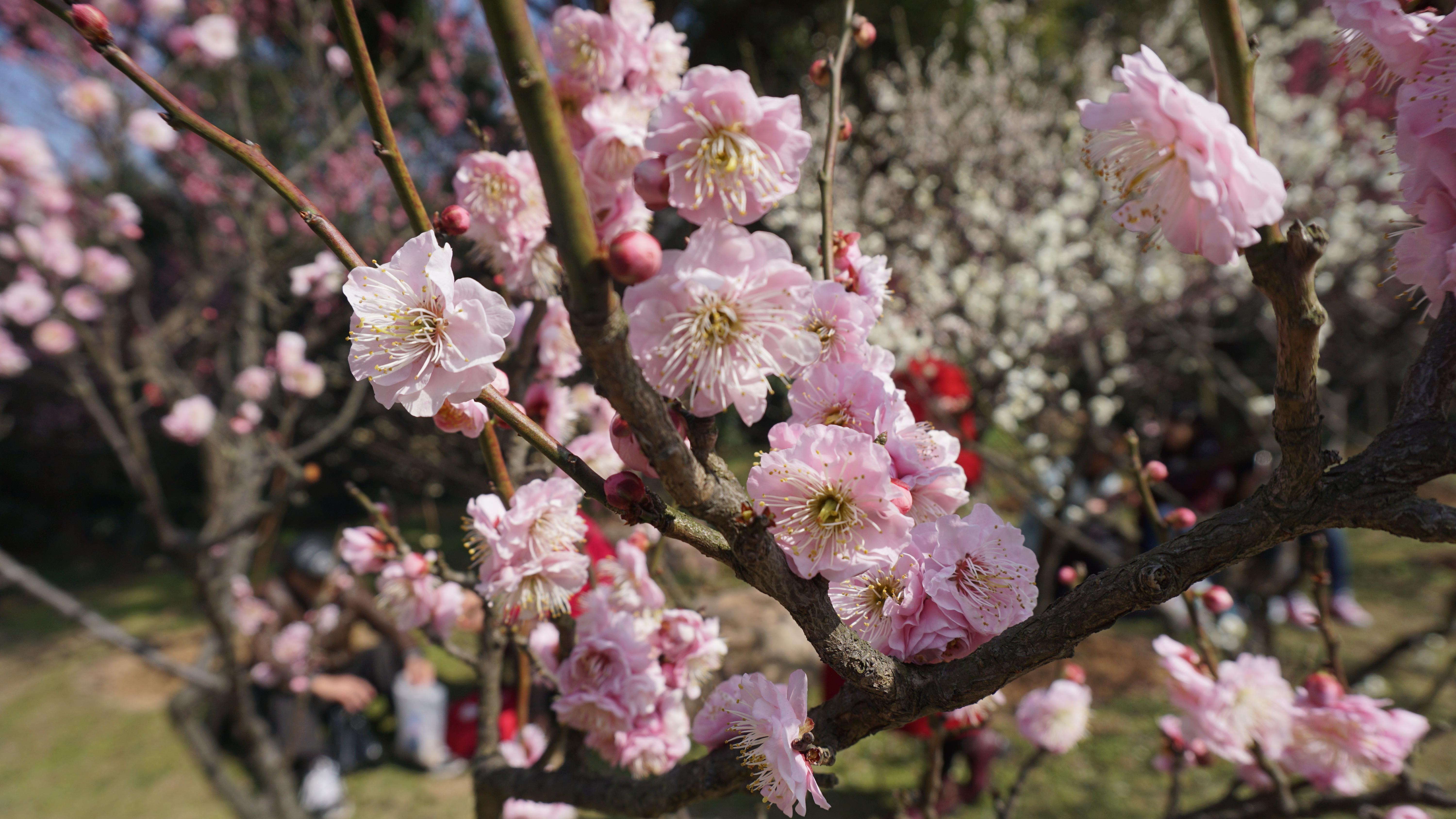 春光明媚,梅花盛开的季节,带着这10首咏梅绝句去赏梅,不香吗