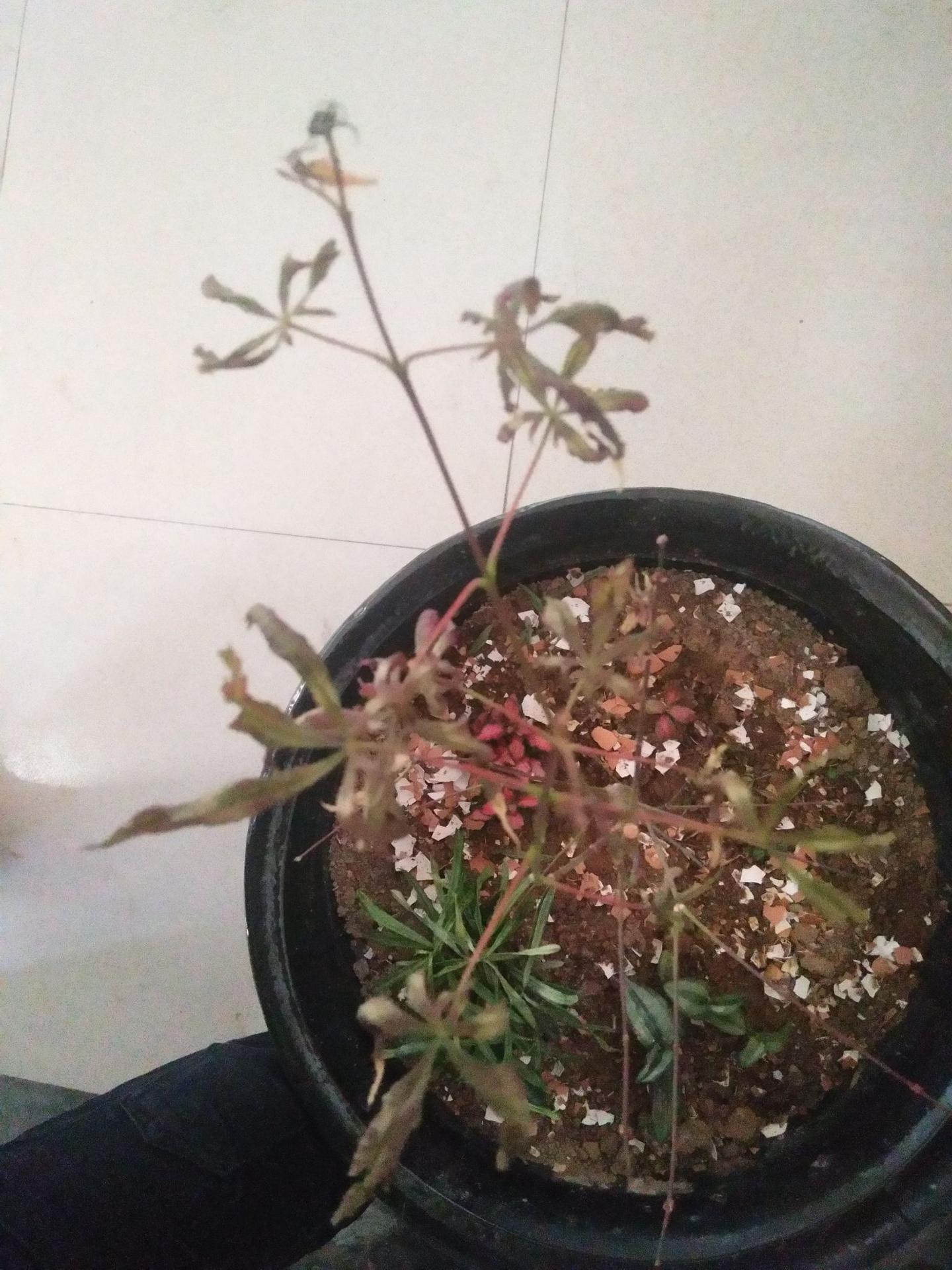 我家红枫叶子现在全部干死正常吗？ - 知乎