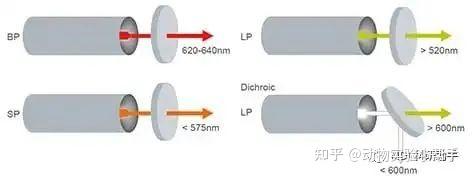 干货分享 | 一文读懂流式细胞术 - 知乎