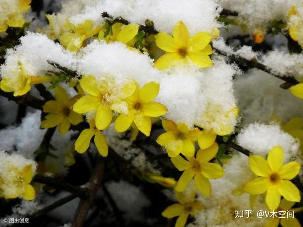 二月迎春花胜柳 初春气息惹人醉 知乎