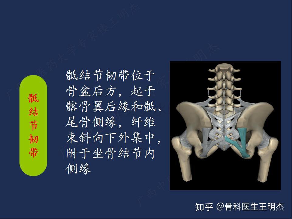 骶髂关节具有较强的稳定性,而其稳定性与骶髂关节韧带和骶髂关节面的