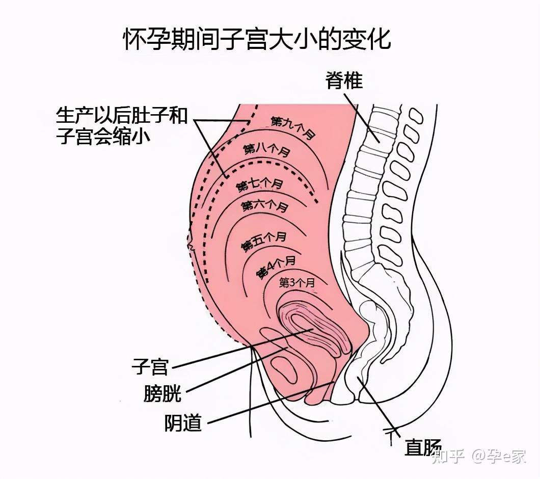 男生和女生怎么怀孕图片